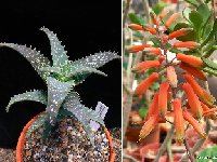 Aloe buzairiensis (Jabal Buzairi, Socotra) Discovery Joël Lodé JLcoll.4868 EXCLUSIVE! VERY RARE erected, +1m high (not squarrosa!) (10 or 25 seeds)